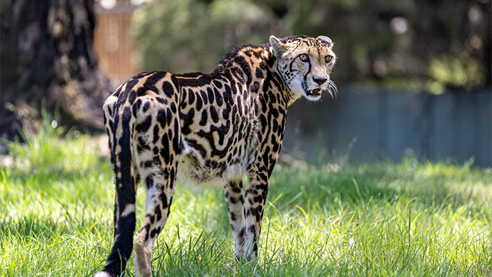 King Cheetah Hala
