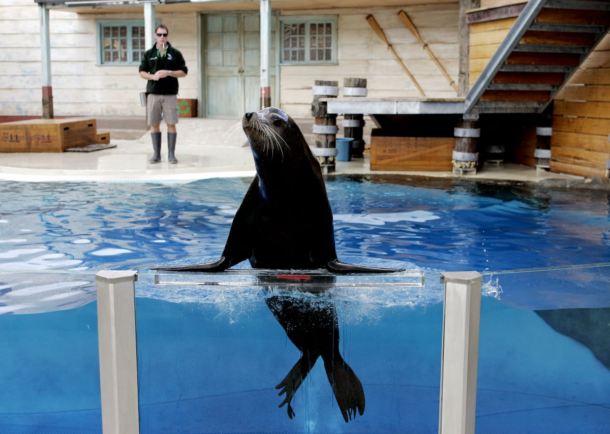 Seal-iously good memories 