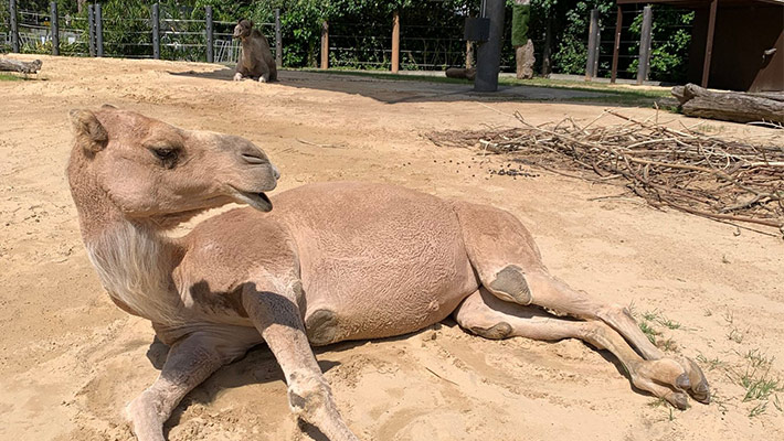 Ras the Camel
