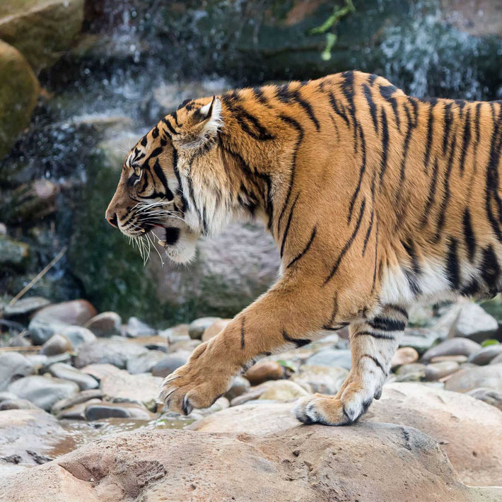 Sumatran Tiger